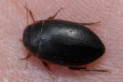 Thumbnail 395035 A