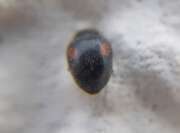 Thumbnail 395074 A