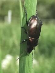 Thumbnail 395075 B
