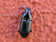 Thumbnail 395092 A