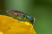 Thumbnail 395093 B
