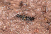Thumbnail 395117 B