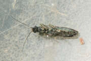 Thumbnail 395157 B