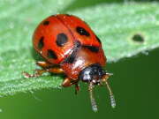 Thumbnail 395162 B