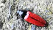 Thumbnail 395170 A