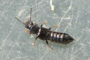 Thumbnail 395172 A
