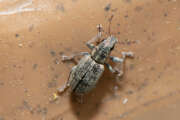 Thumbnail 395182 A