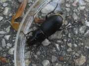 Thumbnail 395249 A