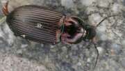 Thumbnail 395403 A
