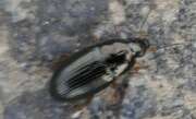 Thumbnail 395426 A