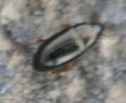 Thumbnail 395426 C