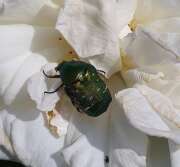 Thumbnail 395436 A