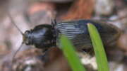 Thumbnail 395455 A