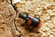 Thumbnail 395526 B
