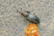 Thumbnail 395585 A