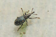 Thumbnail 395585 B