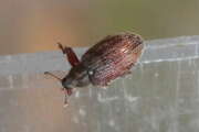 Thumbnail 395606 A