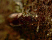 Thumbnail 395712 A