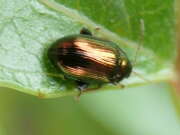 Thumbnail 395824 B