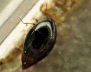 Thumbnail 395843 A