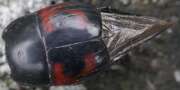 Thumbnail 395866 A