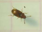 Thumbnail 395874 A