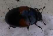 Thumbnail 395989 C