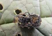 Thumbnail 396033 B