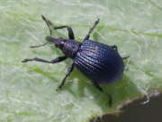 Thumbnail 396040 B