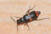 Thumbnail 396048 A