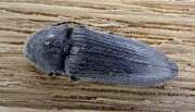 Thumbnail 396054 B