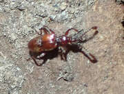 Thumbnail 396083 A