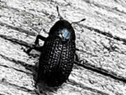 Thumbnail 396086 A