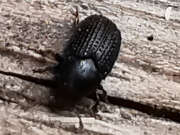 Thumbnail 396086 B