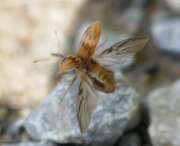 Thumbnail 396088 B