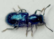 Thumbnail 396095 A