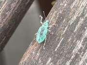 Thumbnail 396162 B
