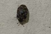 Thumbnail 396212 B