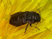 Thumbnail 396257 B