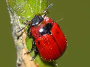 Thumbnail 396301 A