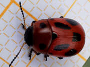 Thumbnail 396435 A