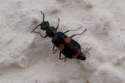 Thumbnail 396526 A