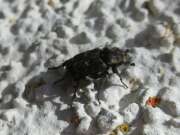 Thumbnail 396830 B