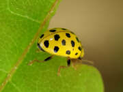 Thumbnail 397011 B