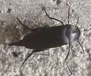 Thumbnail 397027 A