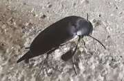 Thumbnail 397027 B