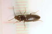 Thumbnail 397037 A