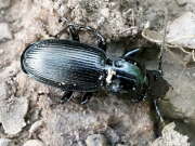 Thumbnail 397056 A