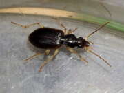 Thumbnail 397062 A