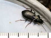 Thumbnail 397066 B
